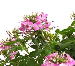 Dehner Terrassenpflanzen|Sommerblumen > Spinnenpflanze