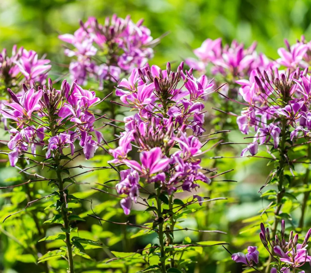 Dehner Sommerblumen - Spinnenpflanze '' Rosa