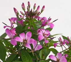 Dehner Sommerblumen - Spinnenpflanze '' Rosa
