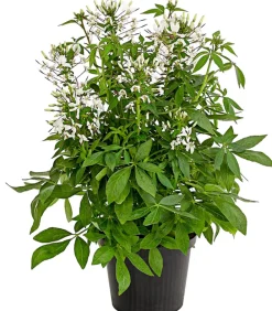 Dehner Terrassenpflanzen|Sommerblumen - Spinnenpflanze '' Weiß
