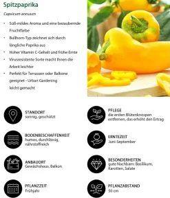 Dehner Peperoni- & Paprikapflanzen > Spitzpaprika,
