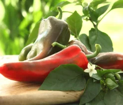 Dehner Spitzpaprika, Rot