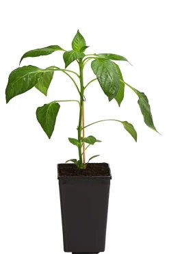 Dehner Spitzpaprika, Rot
