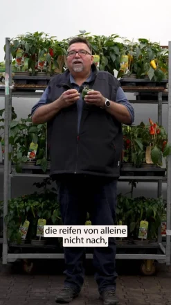 Dehner Spitzpaprika, Rot