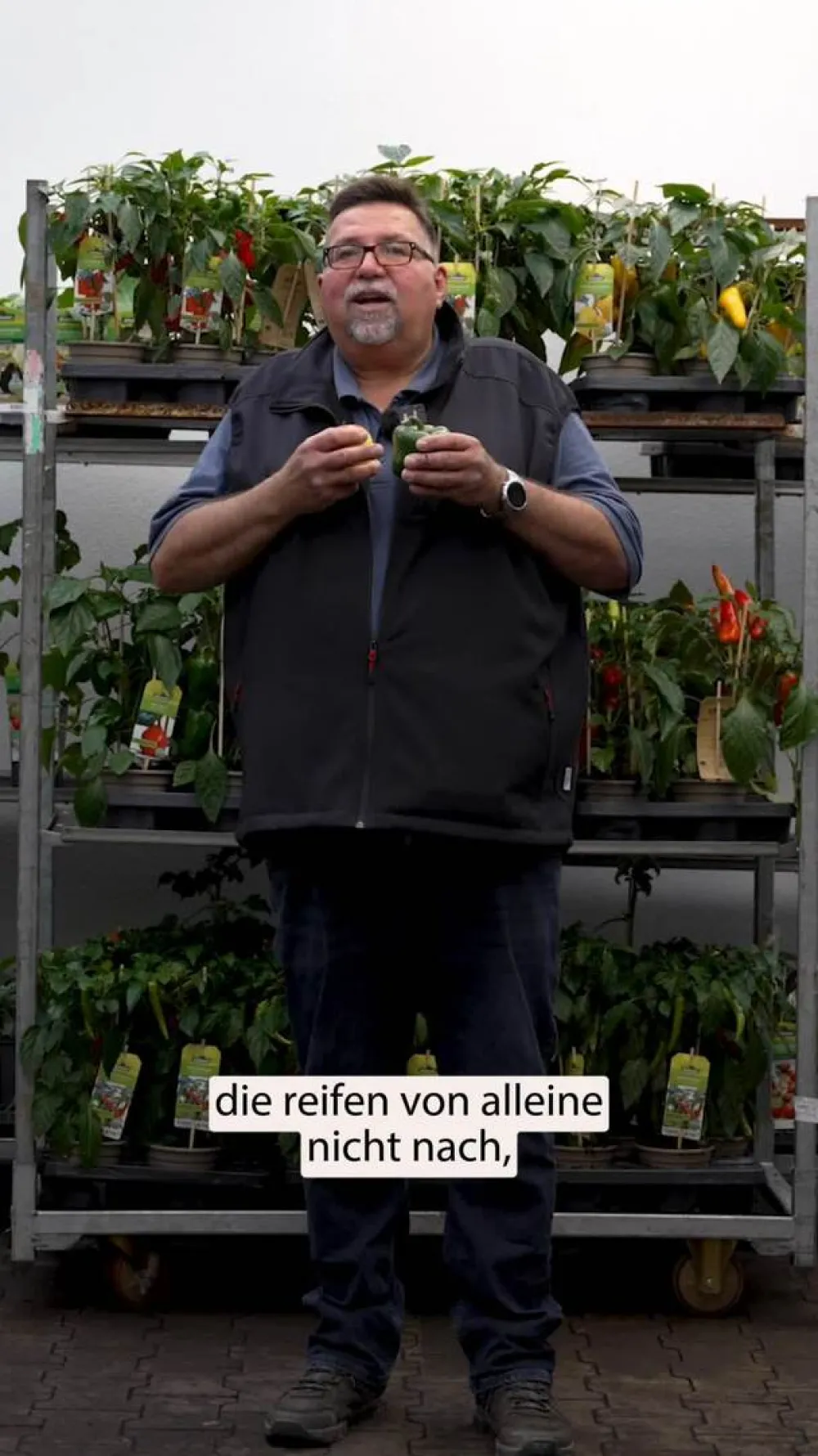 Dehner Spitzpaprika, Rot