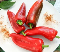Dehner Peperoni- & Paprikapflanzen > Spitzpaprika,