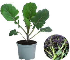 Dehner Gartengemüse - Sprossenbrokkoli