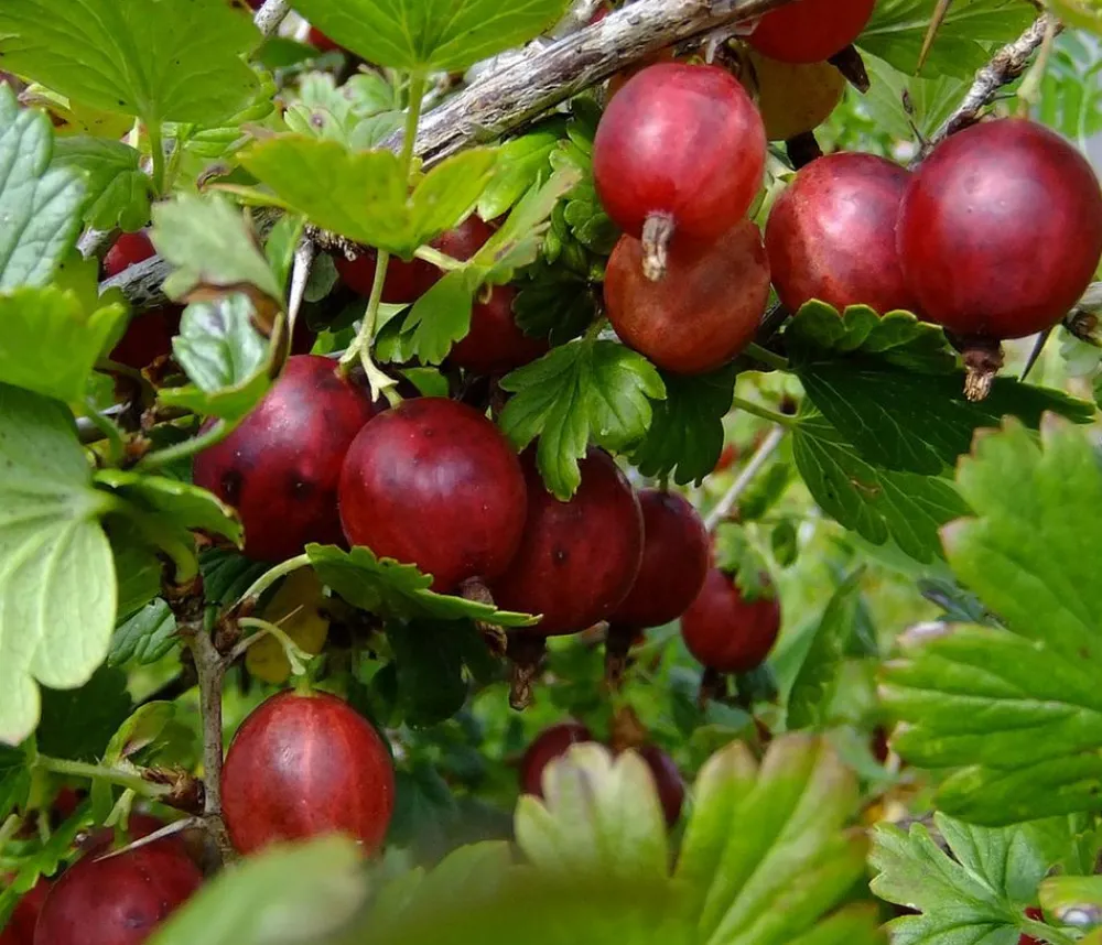 Dehner Stachelbeere 'Hinnonmäki', Busch Rot Hot