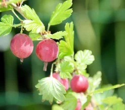 Dehner Stachel- & Johannisbeeren|Beerensträucher - Stachelbeere 'Hinnonmäki', Busch Rot