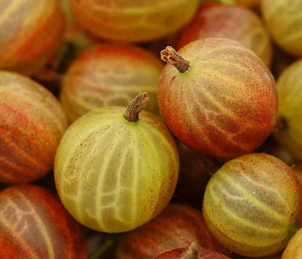 Dehner Stachel- & Johannisbeeren|Beerensträucher - Stachelbeere 'Hinnonmäki', Busch Rot
