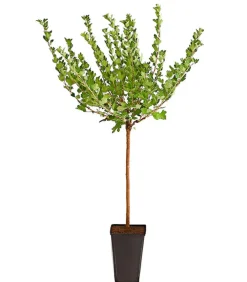 Dehner Stachelbeere 'Hinnonmäki', Stämmchen Rot New