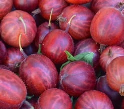 Dehner Stachel- & Johannisbeeren|Beerensträucher - Stachelbeere 'Hinnonmäki', Stämmchen Rot