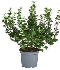 Dehner Stachelbeere 'Invicta', Busch Hellgrün New