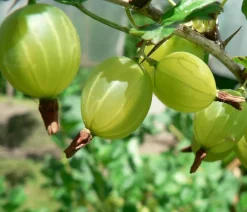 Dehner Stachel- & Johannisbeeren|Beerensträucher > Stachelbeere 'Invicta', Stämmchen