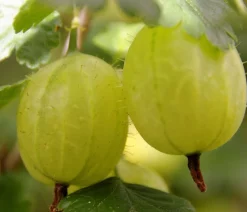 Dehner Stachelbeere 'Invicta', Stämmchen Hellgrün