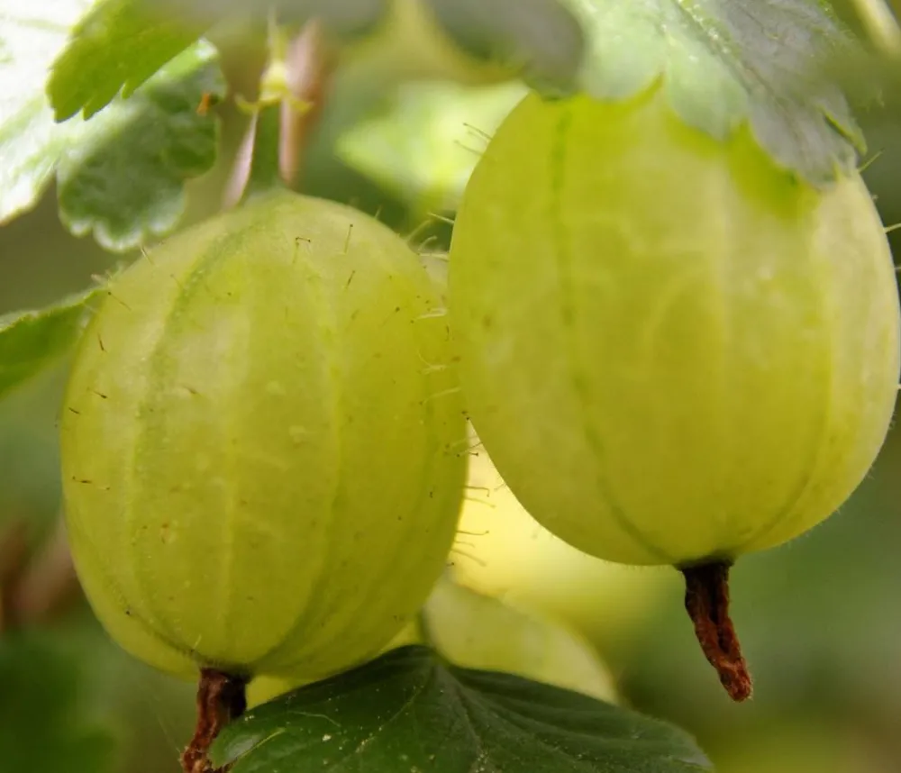 Dehner Stachelbeere 'Invicta', Stämmchen Hellgrün