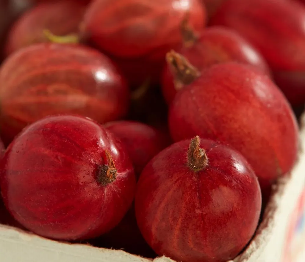 Dehner Stachelbeere 'Spinefree' Rot Outlet