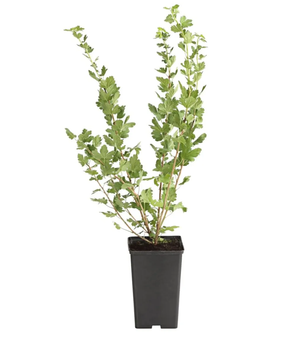 Dehner Stachelbeere 'Spinefree' Rot Outlet