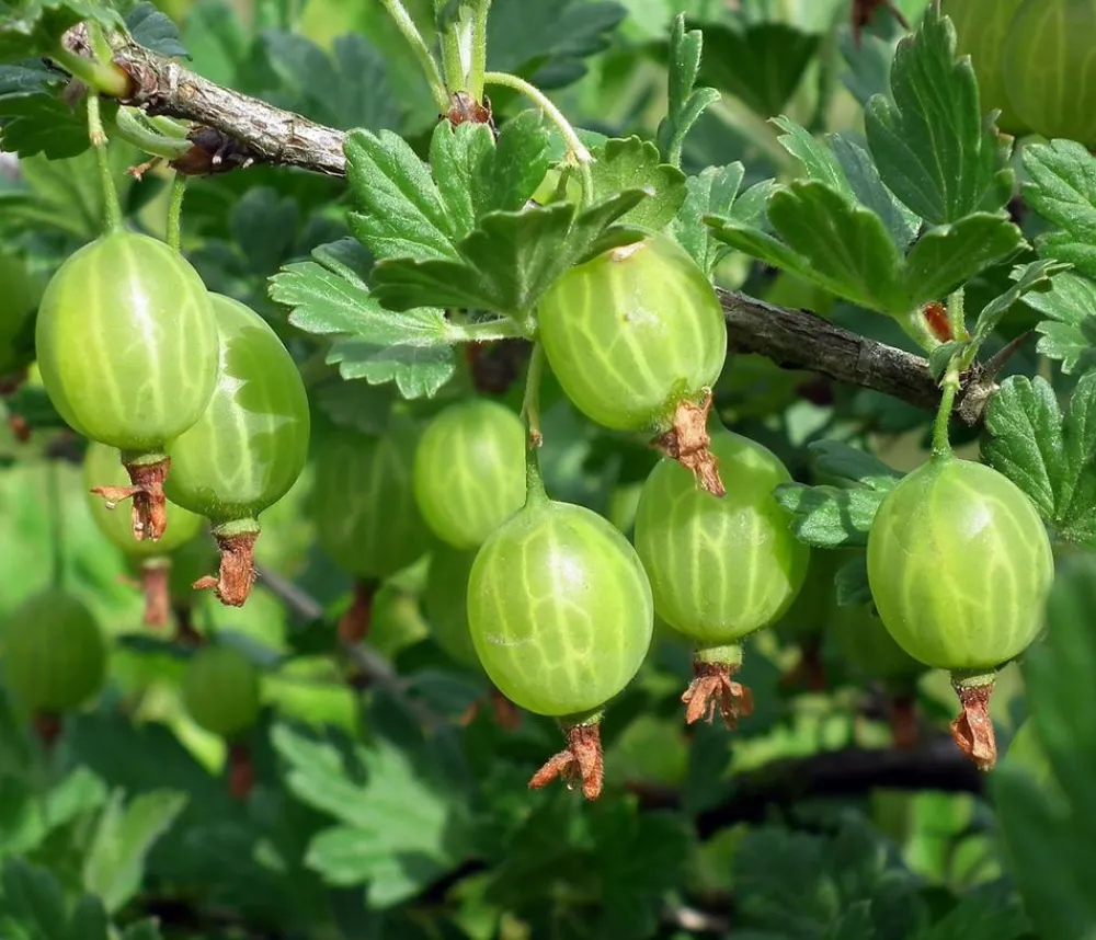 Stachelbeere 'Tatjana', dornenlos Grün Clearance