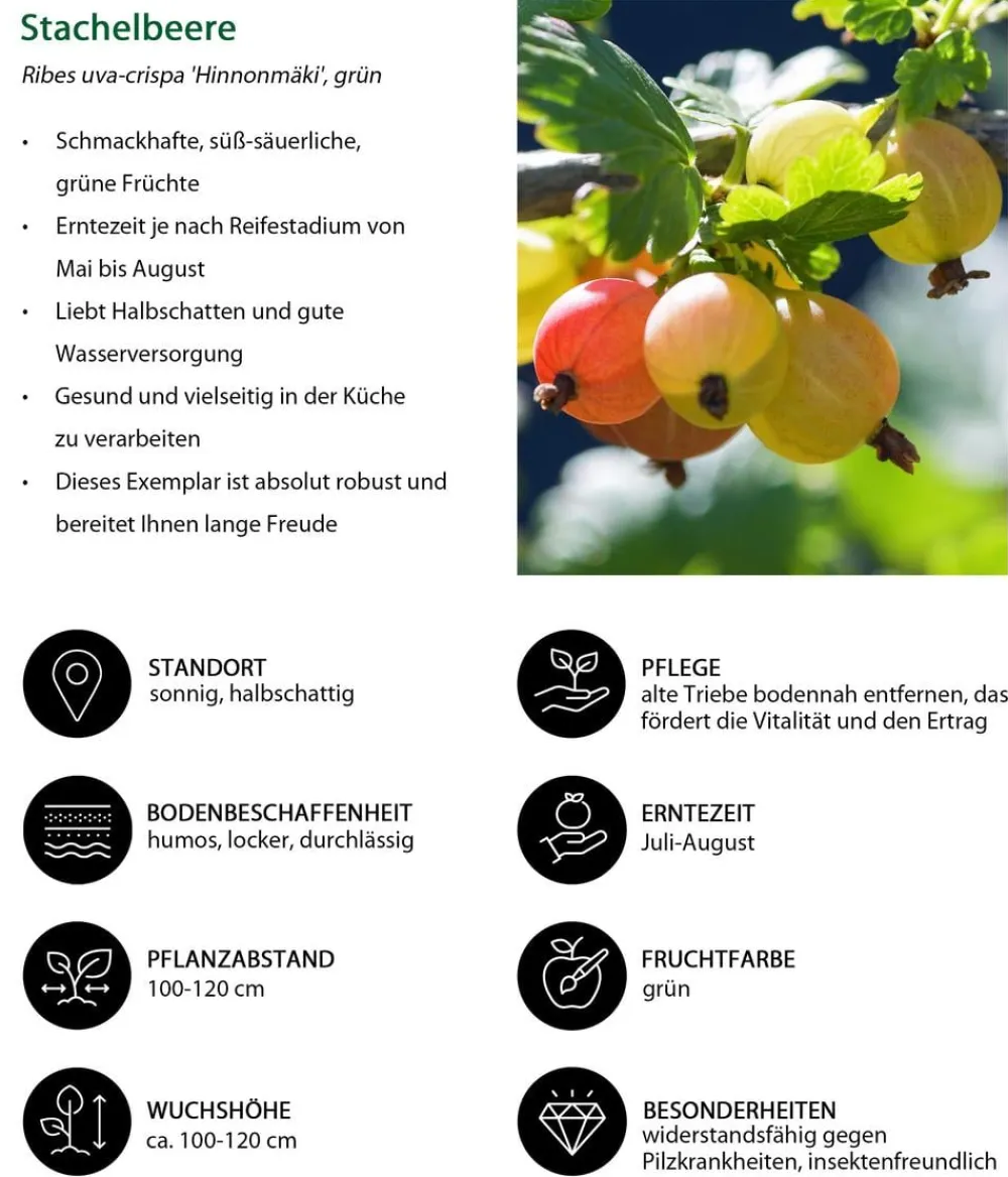 Dehner Beeren-Sets|Stachel- & Johannisbeeren - Stachelbeer-Set Aromabeeren, 3-teilig