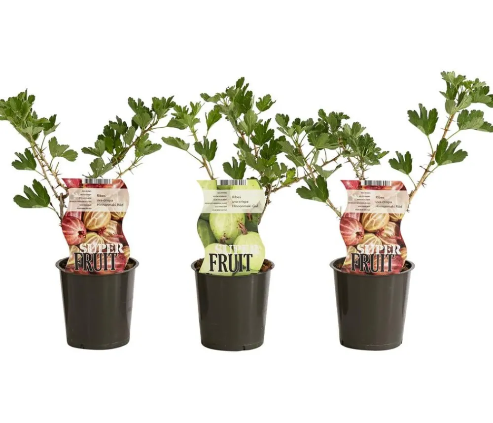 Dehner Beeren-Sets|Stachel- & Johannisbeeren - Stachelbeer-Set Aromabeeren, 3-teilig