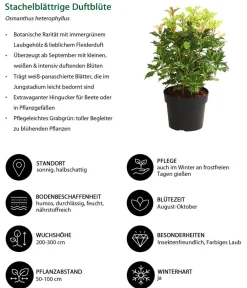Dehner Laubgehölze|Blühende Sträucher - Stachelblättrige Duftblüte 'Tricolor'