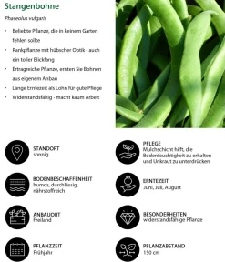 Dehner Gartengemüse - Stangenbohne Grün