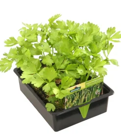 Dehner Gartengemüse|Küchenkräuter - Stangensellerie, 12er Schale
