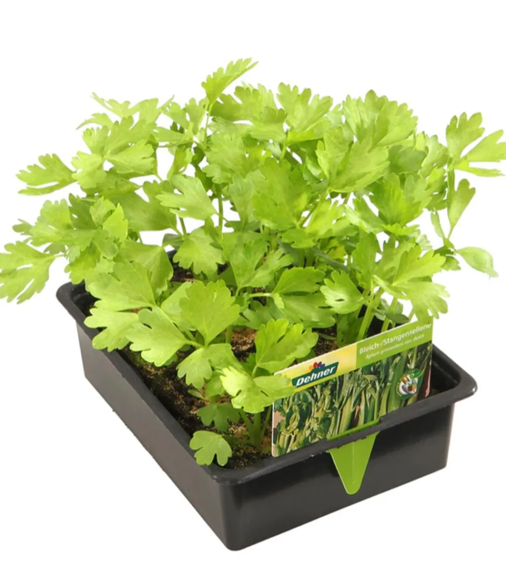 Dehner Gartengemüse|Küchenkräuter - Stangensellerie, 12er Schale