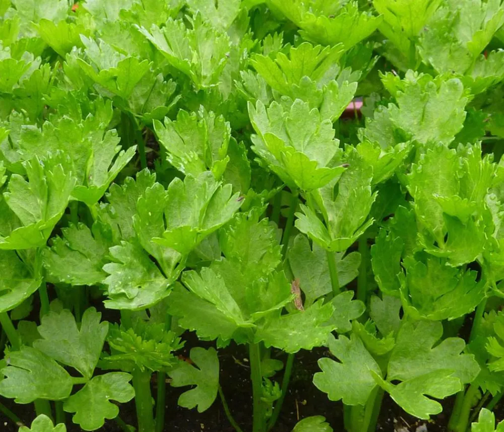 Dehner Gartengemüse|Küchenkräuter - Stangensellerie, 12er Schale