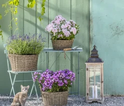 Dehner Sommerstauden > Stauden-Phlox, verschiedene Sorten