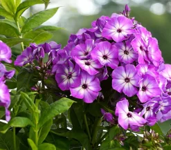 Dehner Sommerstauden > Stauden-Phlox, verschiedene Sorten