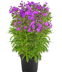 Dehner Sommerstauden > Stauden-Phlox, verschiedene Sorten