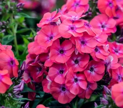 Dehner Sommerstauden > Stauden-Phlox, verschiedene Sorten