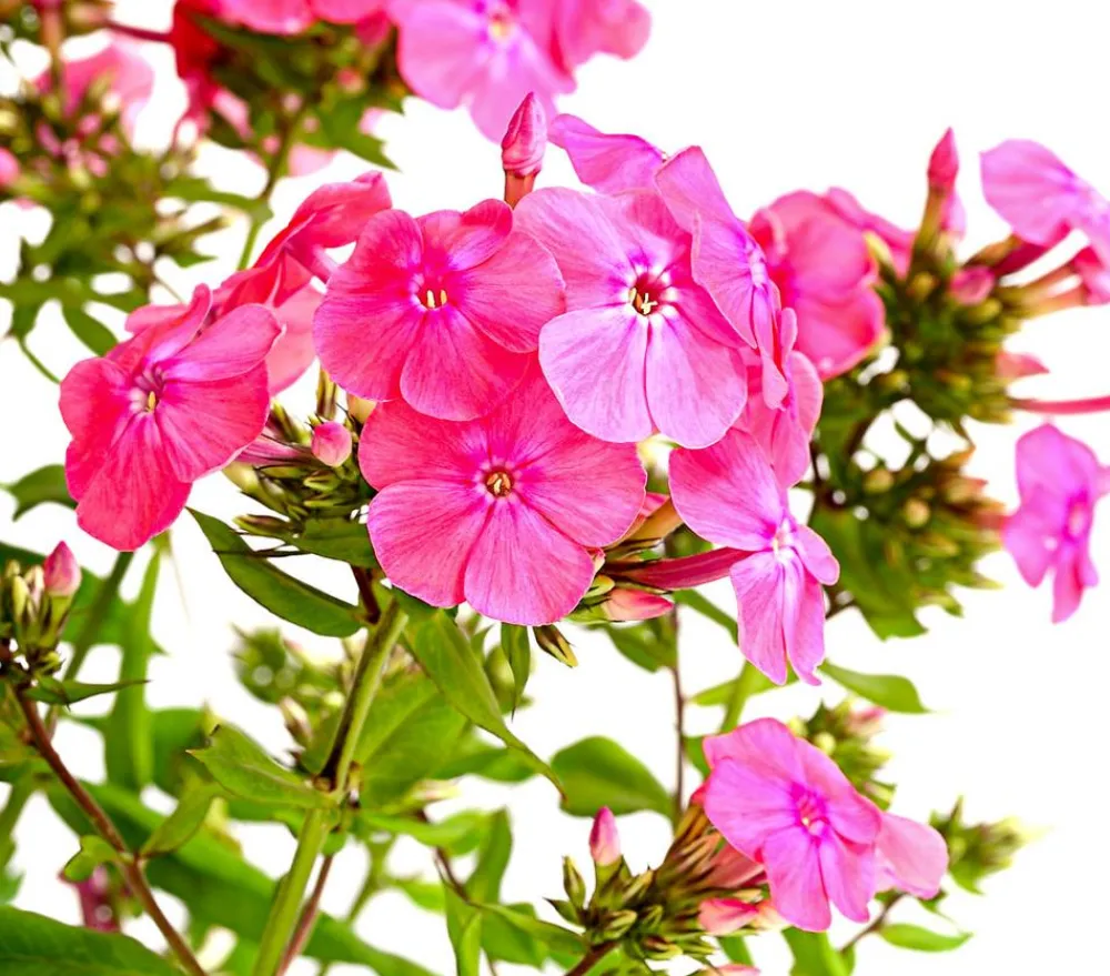 Dehner Stauden-Phlox, verschiedene Sorten Outlet