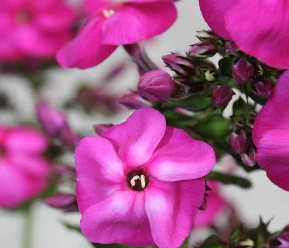 Dehner Stauden-Phlox, verschiedene Sorten Outlet