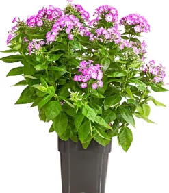 Dehner Sommerstauden - Stauden-Phlox, verschiedene Sorten
