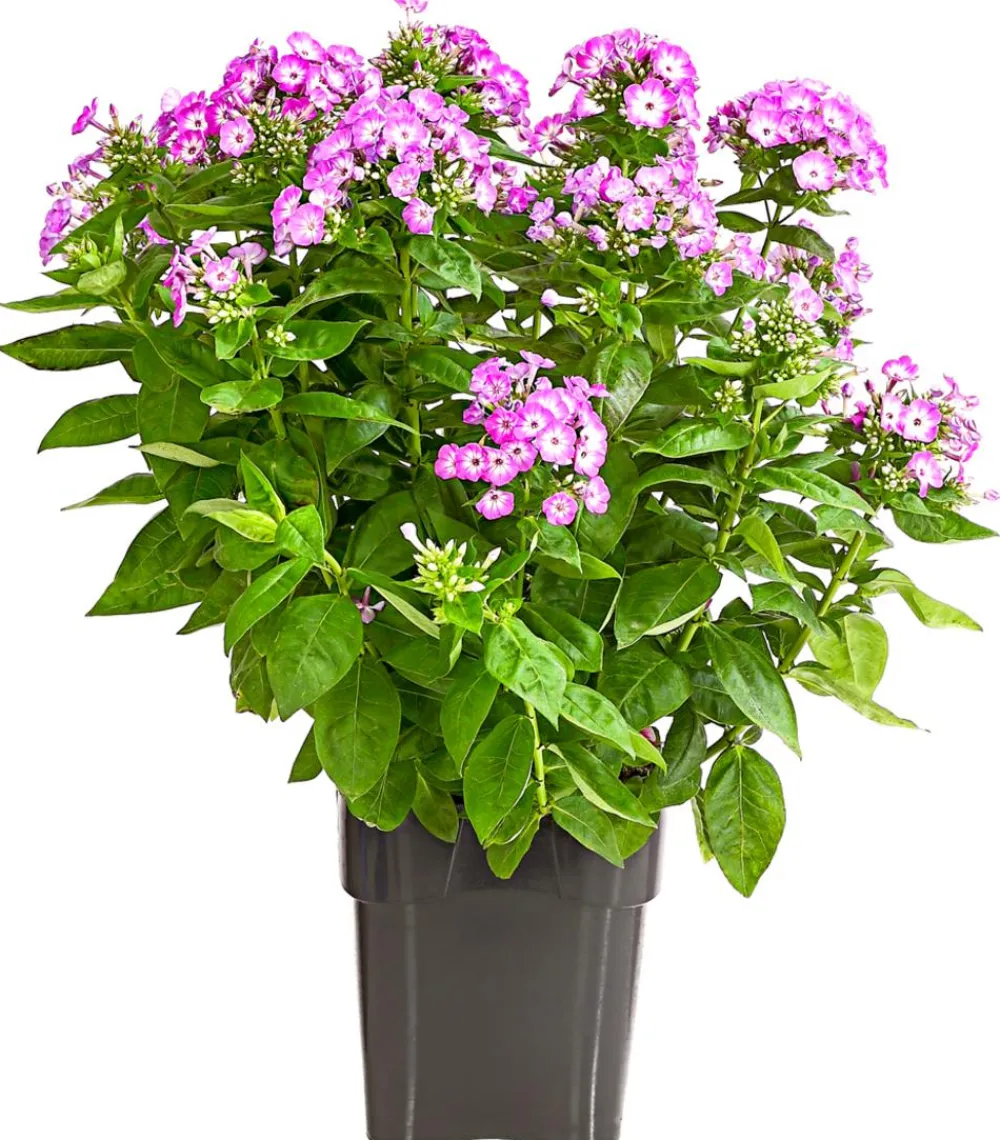 Dehner Sommerstauden - Stauden-Phlox, verschiedene Sorten