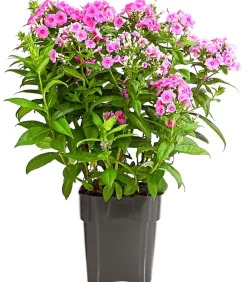 Dehner Sommerstauden - Stauden-Phlox, verschiedene Sorten
