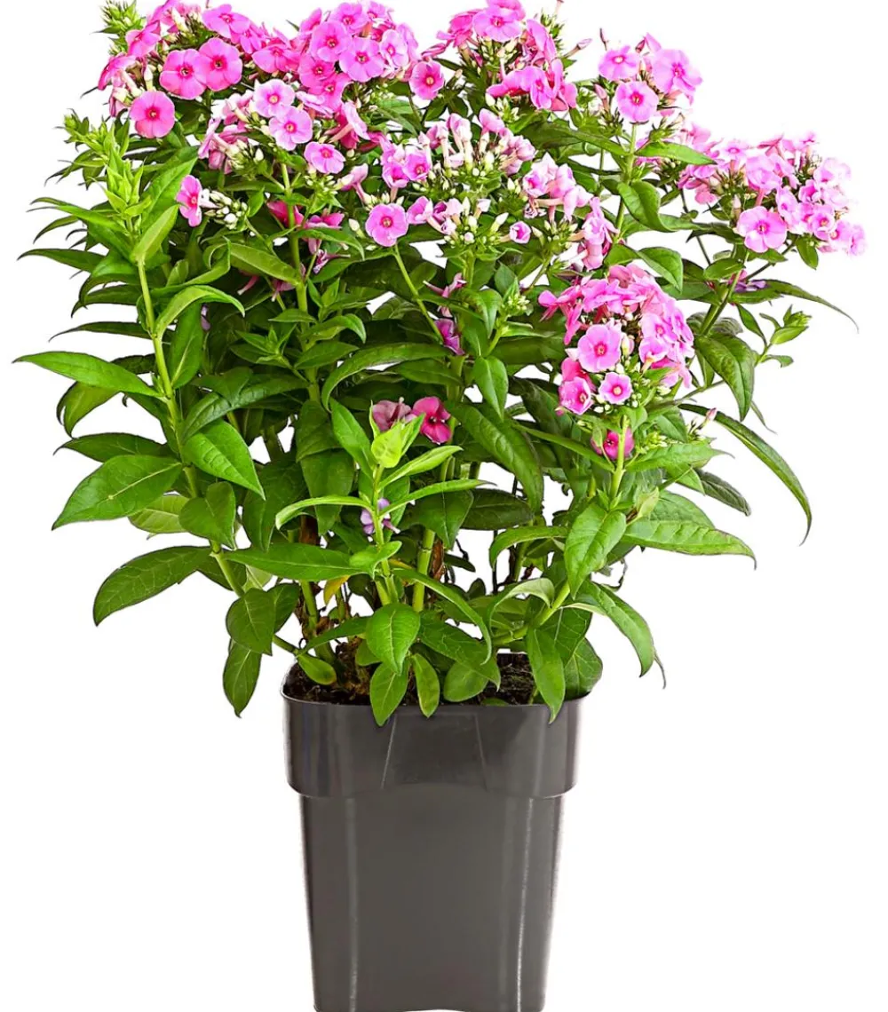 Dehner Sommerstauden - Stauden-Phlox, verschiedene Sorten