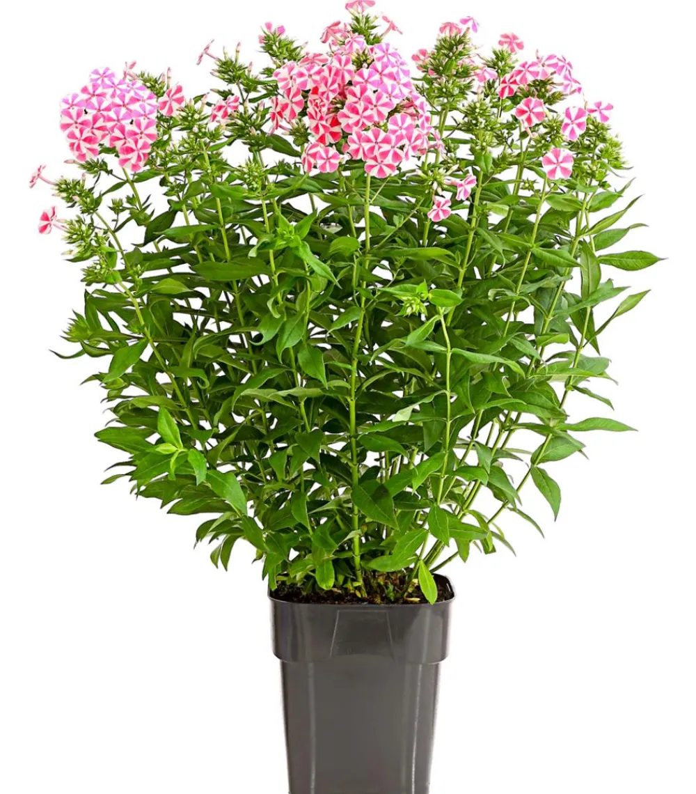 Dehner Sommerstauden - Stauden-Phlox, verschiedene Sorten