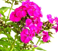 Dehner Sommerstauden - Stauden-Phlox, verschiedene Sorten