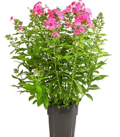 Dehner Sommerstauden - Stauden-Phlox, verschiedene Sorten