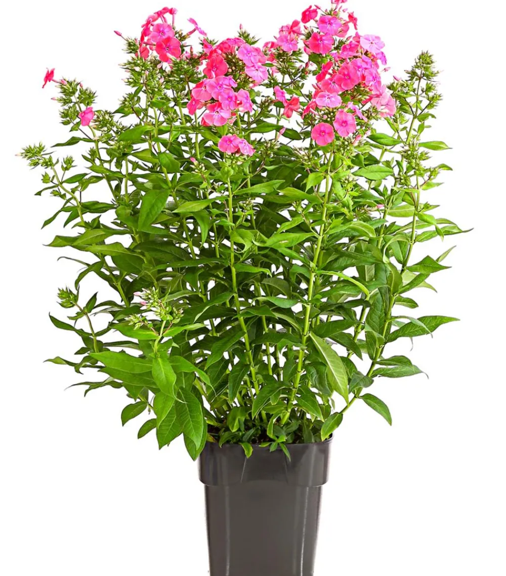 Dehner Sommerstauden - Stauden-Phlox, verschiedene Sorten
