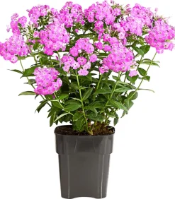 Dehner Sommerstauden - Stauden-Phlox, verschiedene Sorten