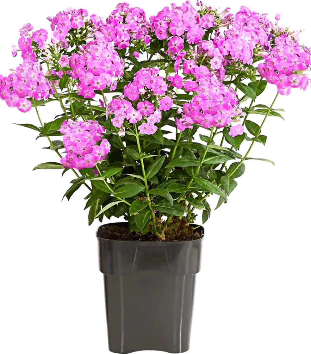 Dehner Sommerstauden - Stauden-Phlox, verschiedene Sorten