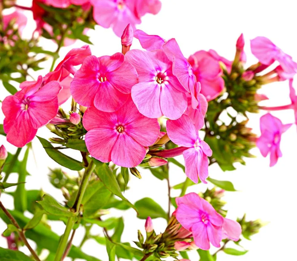 Dehner Sommerstauden - Stauden-Phlox, verschiedene Sorten