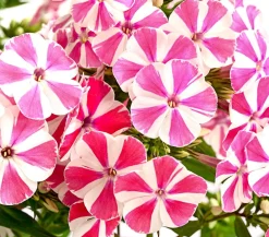 Dehner Sommerstauden - Stauden-Phlox, verschiedene Sorten