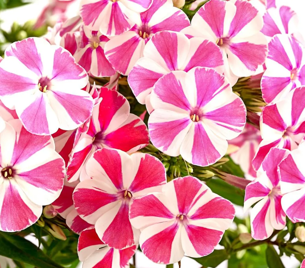 Dehner Sommerstauden - Stauden-Phlox, verschiedene Sorten