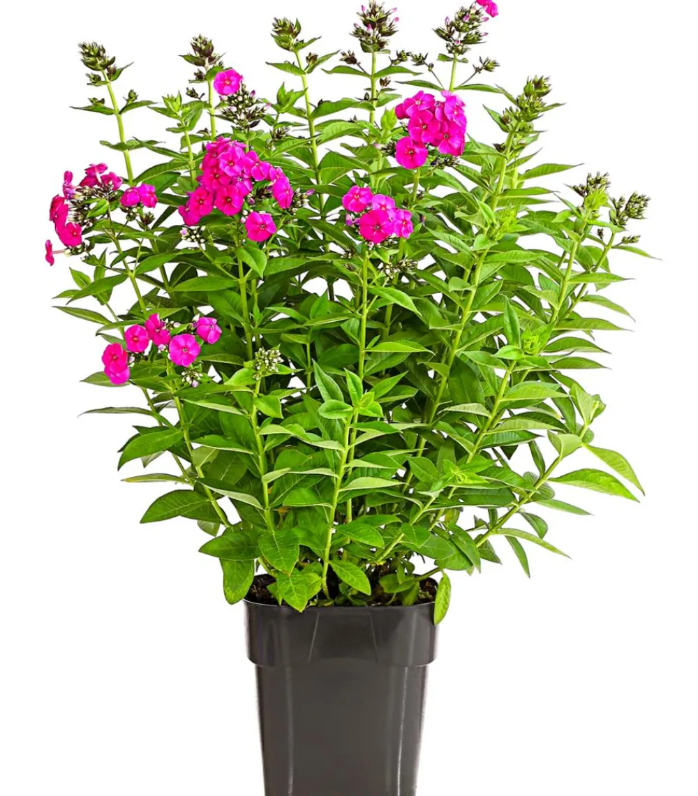 Dehner Sommerstauden - Stauden-Phlox, verschiedene Sorten